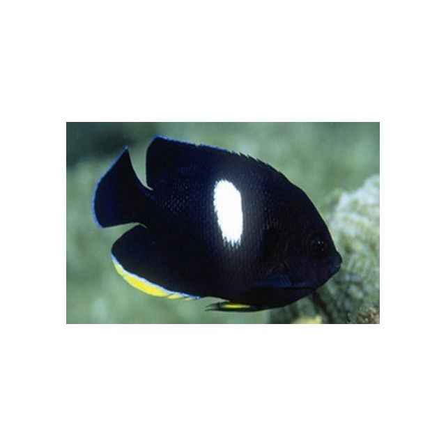 Centropyge tibicen 5/6cm