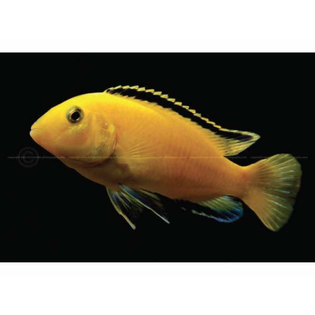 Labidochromis Caeruleus 3/5cm