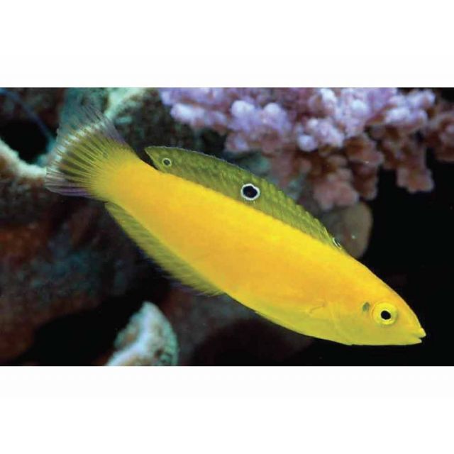 Halichoerus chrysus