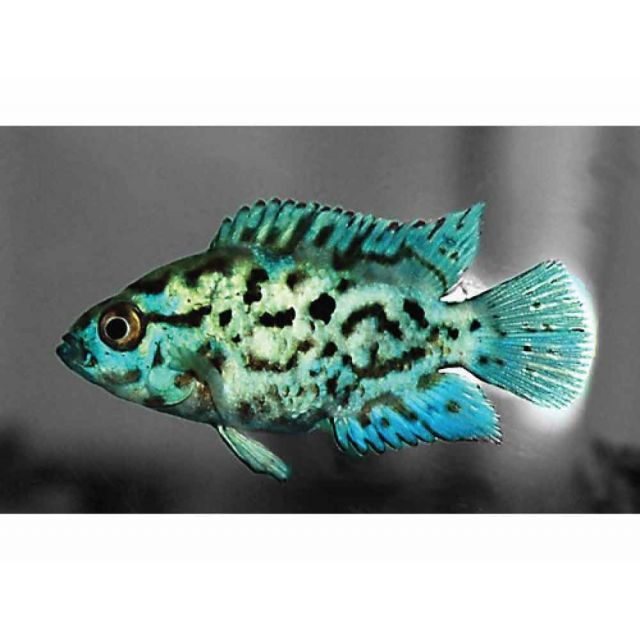 Cichlasoma Octofasciatum blue dempsey 3-4cm