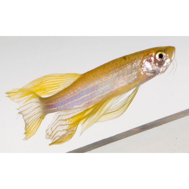 Brachydanio rerio GOLD long fin 3cm