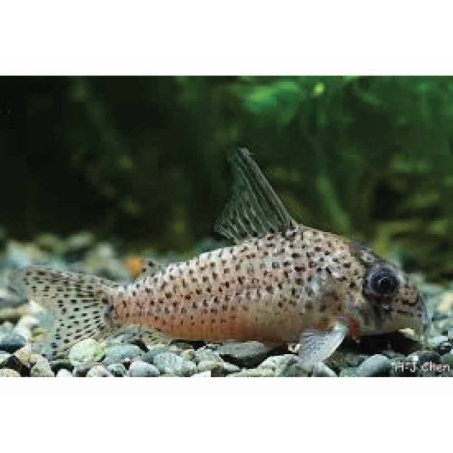 Corydoras Kanei 2/3cm