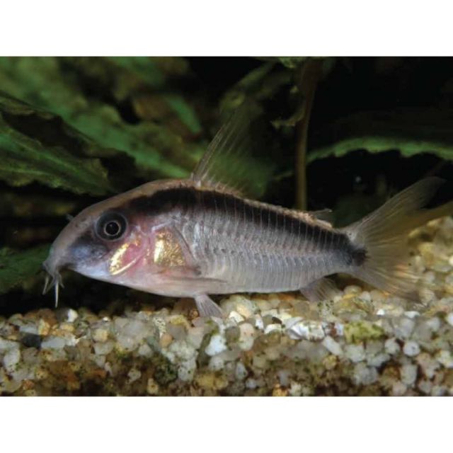 Corydoras arcuatus 3-4cm