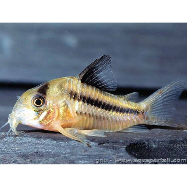 Corydoras axelrodi 3/5cm