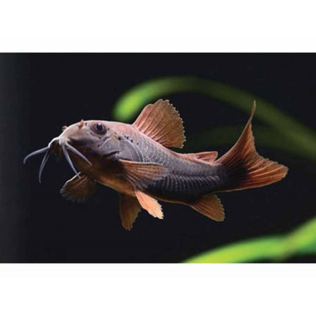 Corydoras black venezuela 3,5cm