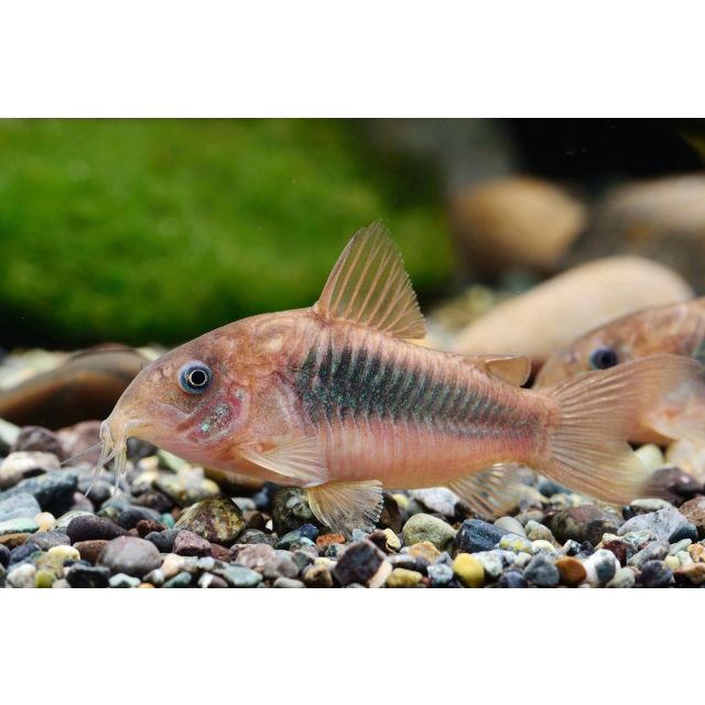 Corydoras aeneus aeneus 2-3cm