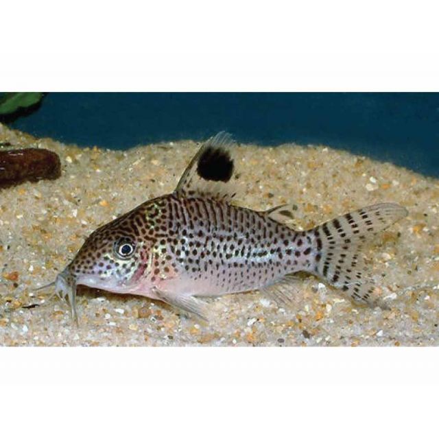 Corydoras Leopardus 3-5cm