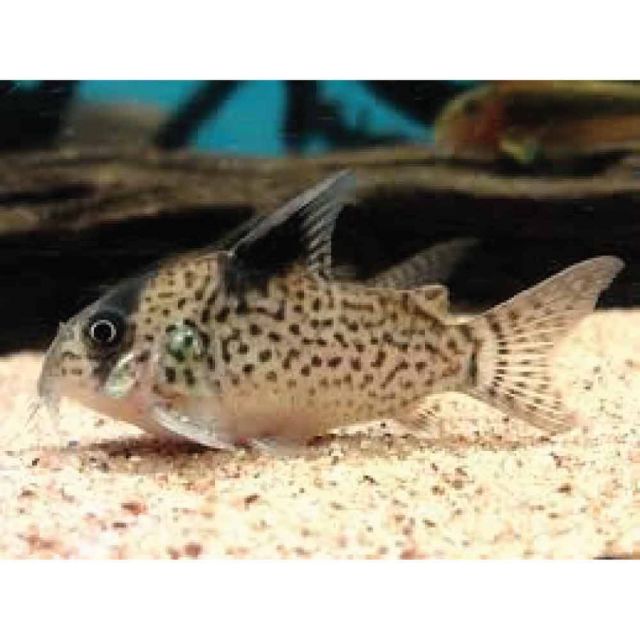 Corydoras Leucomelas 2-3cm