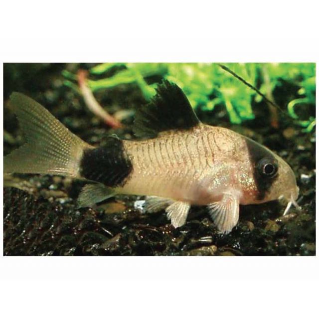 Corydoras panda 3-4cm