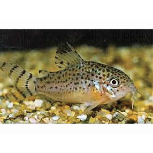 Corydoras Punctatus NANAY 3cm