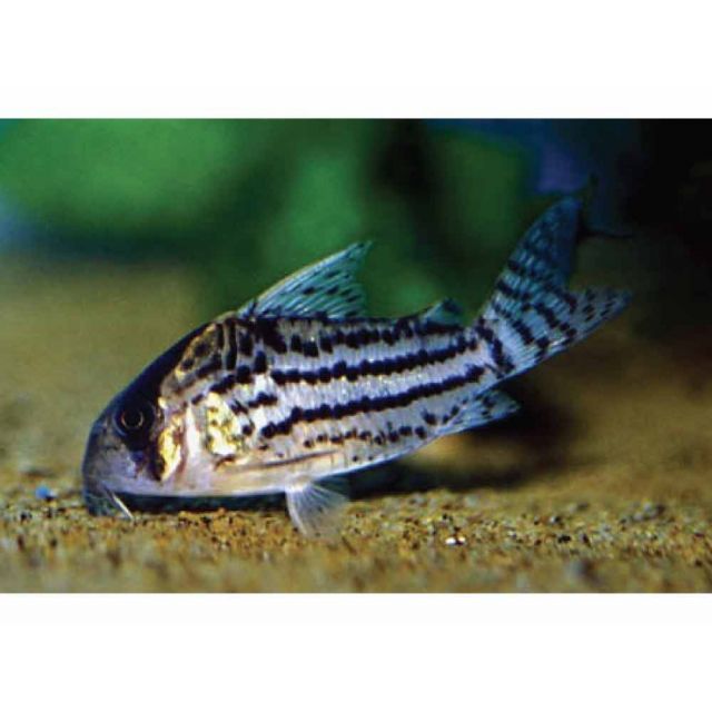 Corydoras Schwartzi tg s-m