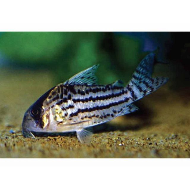 Corydoras Schwartzi 3/4cm