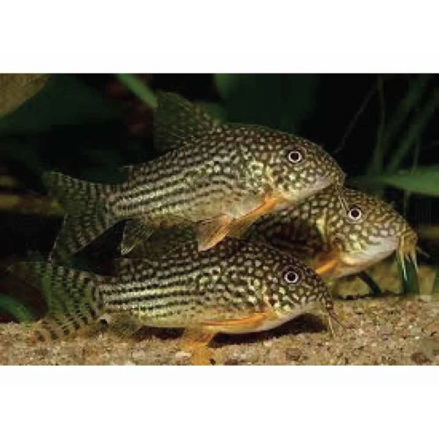 Corydoras Sterbay 2-3cm