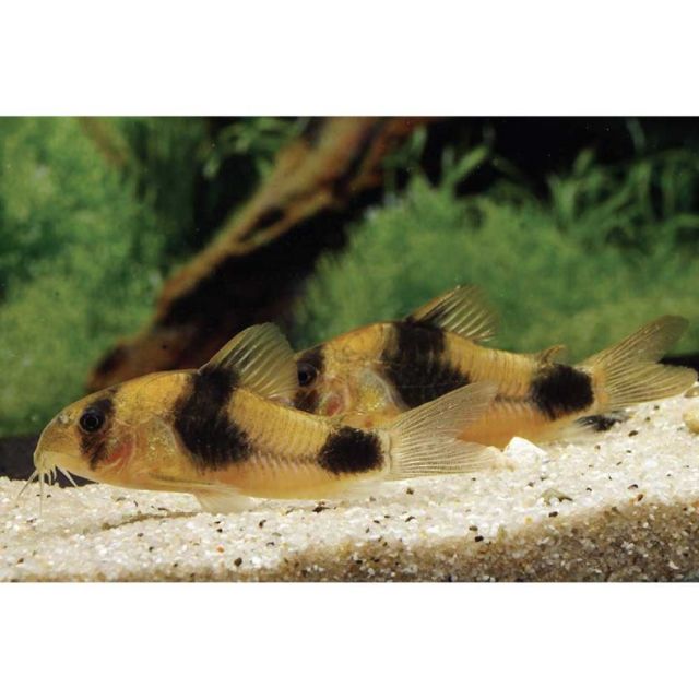 Corydoras weitzmani 3cm