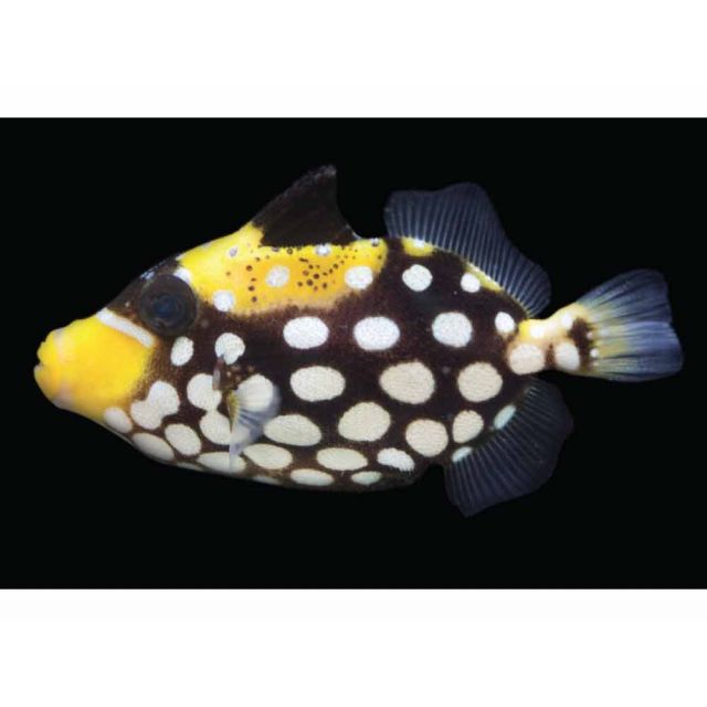Balistoides Cospicillum 4-5cm