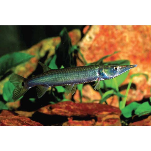 Ctenolucius hujeta 5-7cm