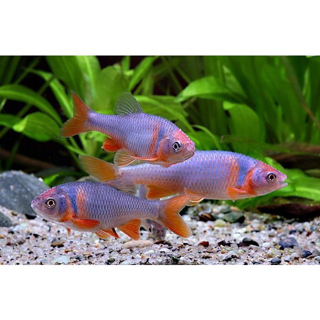 Notropis Lutrensis 3-4cm