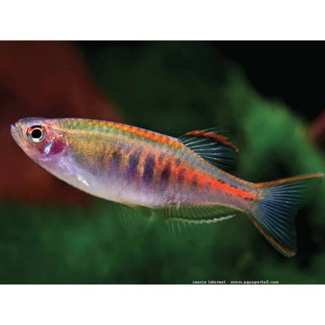 Danio choprae 1,5-2cm