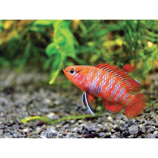 Dario Dario 1-2cm