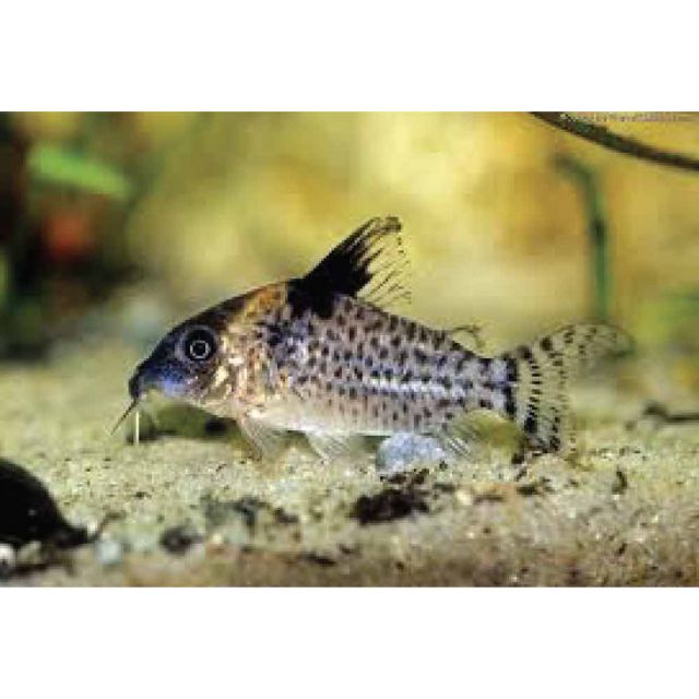 Corydoras delphax 4cm