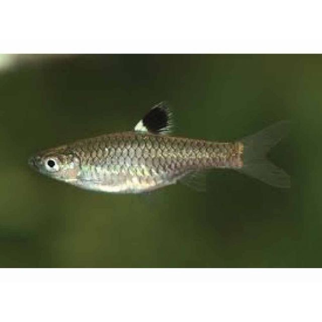 Rasbora dorsiocellata 1cm