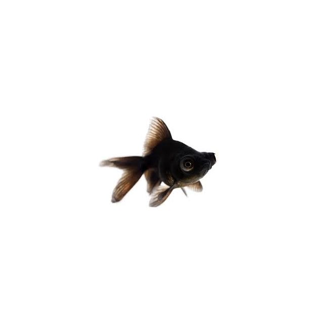 Oranda Black moore 5-6cm