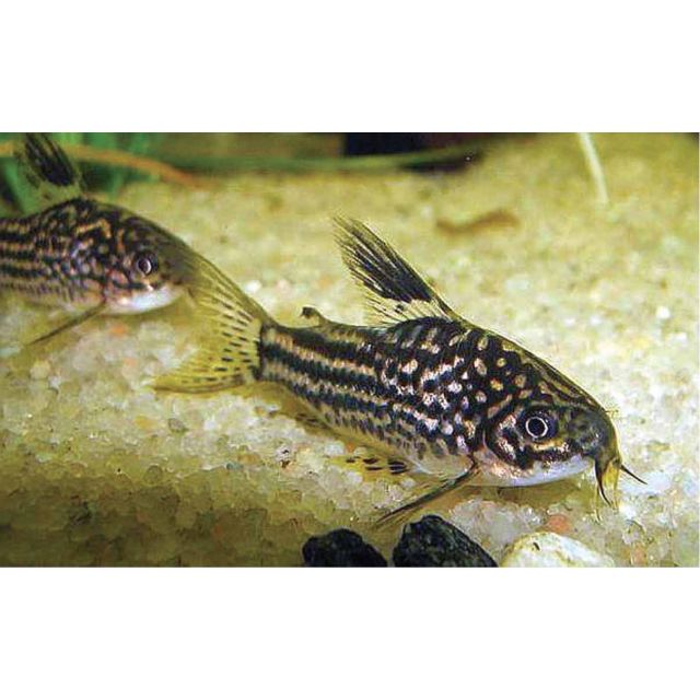 Corydoras elegans 3-4cm