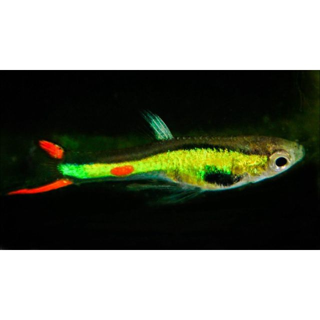 COPPIA GuppyEndler green hornet