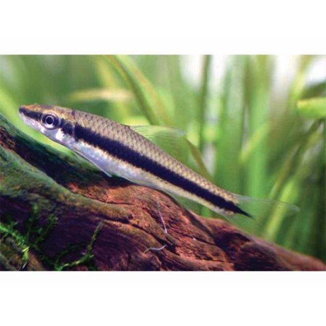 epalzeorhynchus crossocheilus siamensis 4-5cm