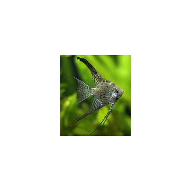 Scalare California pinne a velo 3-5cm