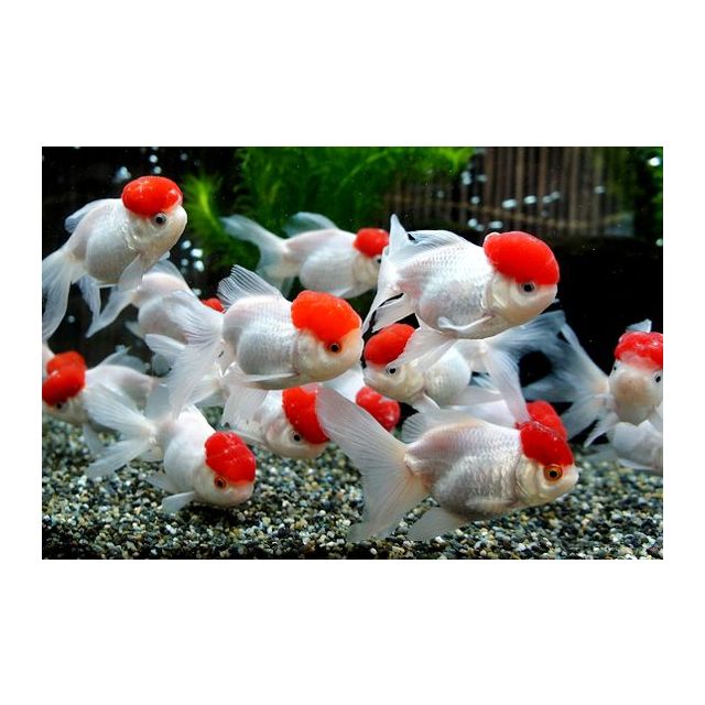 Oranda red cap 5-6cm 