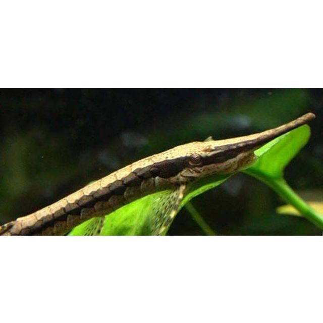 Farlowella acus 10-12cm