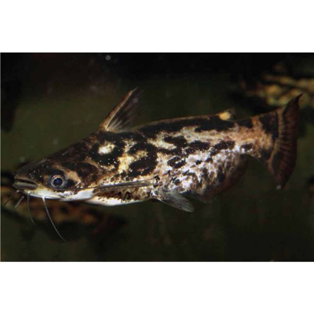 Trachelyopterus fisheri 6-8cm