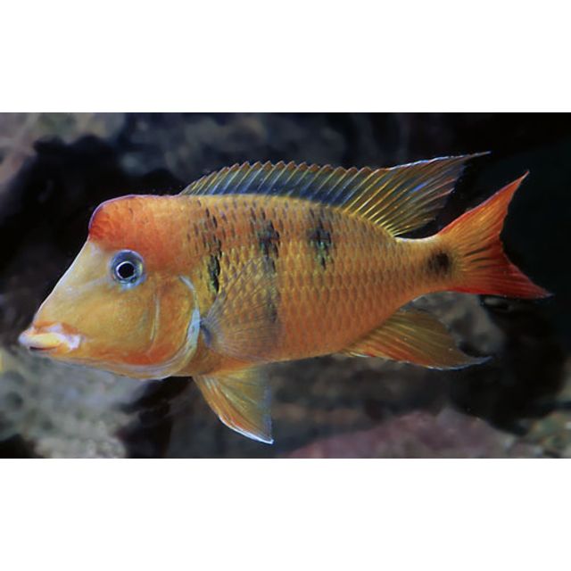 Geophagus Pellegrini red type 3-4cm
