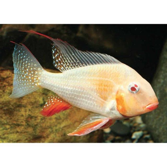 Acarichthys heckelii albino 4-5cm