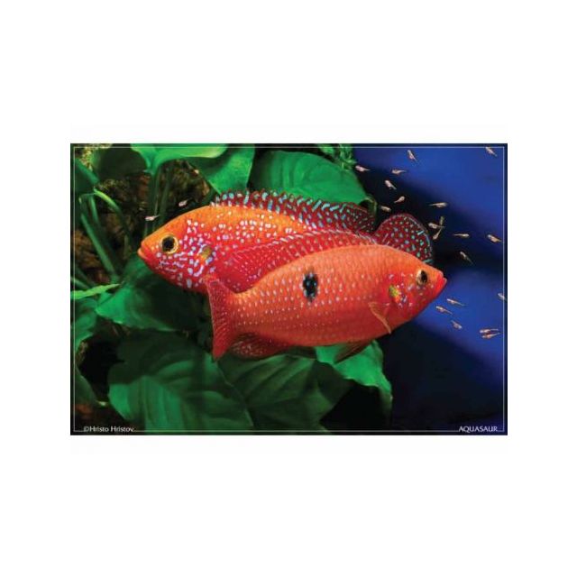 Hemichromis lifalili 4-6cm