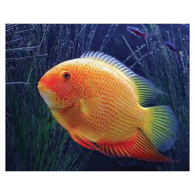Heros Severum Red Spotted 4-6cm