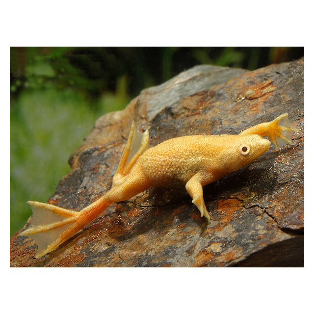 Hymenochirus Boettgeri ALBINO