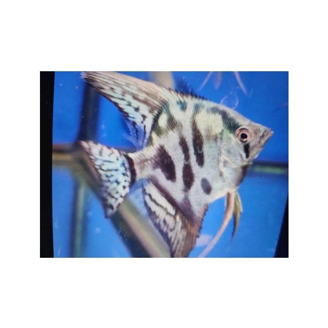 Scalare Jaguar Blue 3-5cm