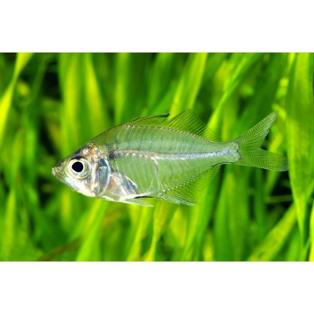 Parambassis siamensis 3cm