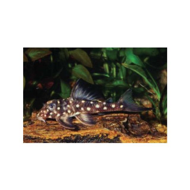l501 Hypancistrus sp.  Black Phantasm 6-8cm