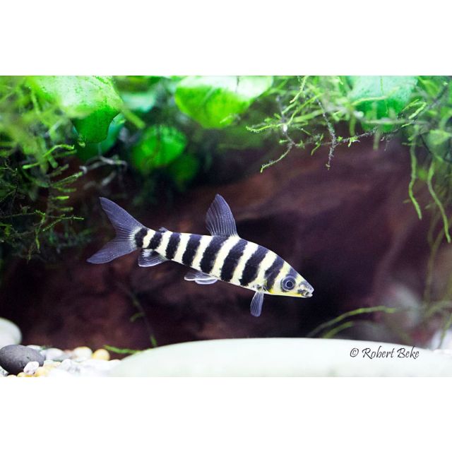 Leporinus Fasciatus 4-5cm