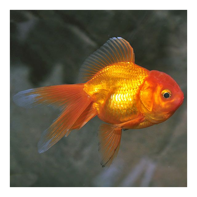 Oranda red 5-6cm