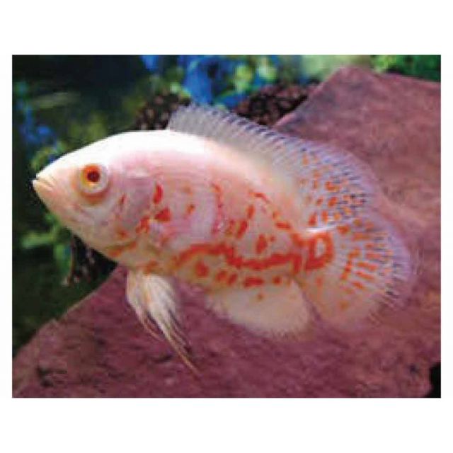 Astronotus red tiger albino 3-4cm