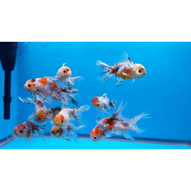 Oranda Calico 5-6cm