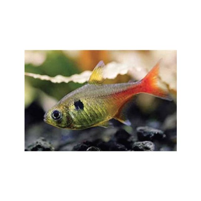 Megalamphodus Roseus GOLD