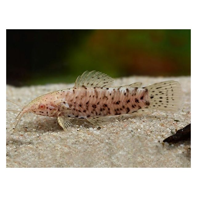 Megalechis thoracata albino 3-4cm