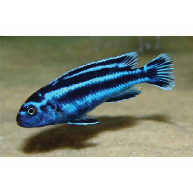 Melanochromis Maingano 6cm