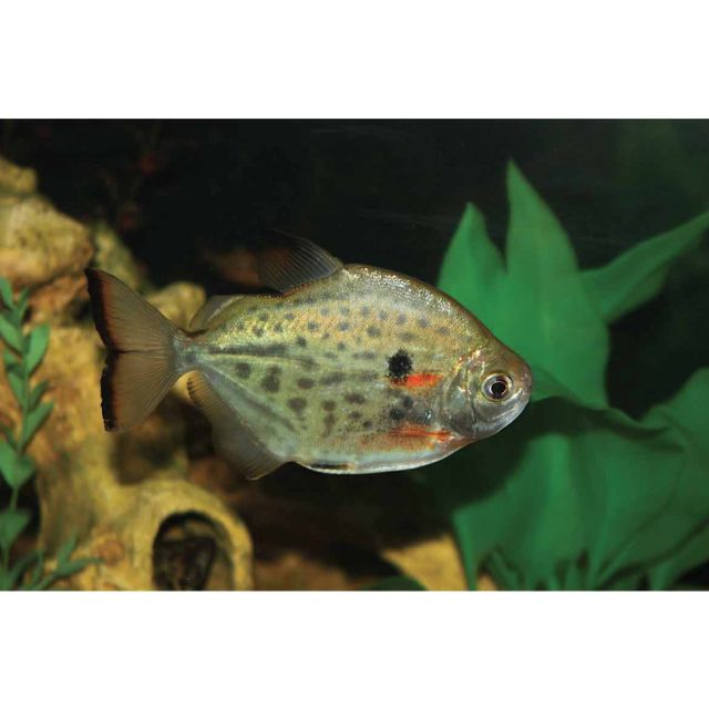 Metynnis maculatus 6-8cm