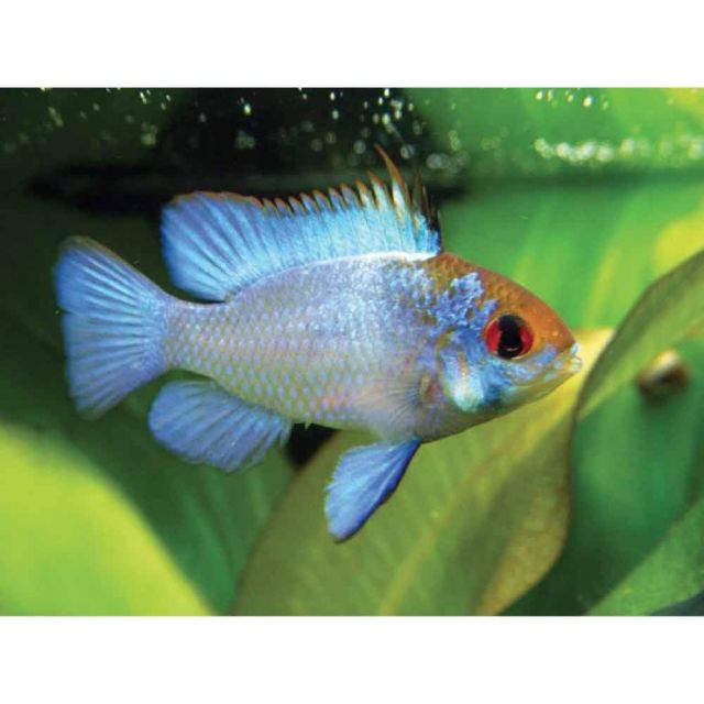 microgeophagus Ramirezi Blu  3-4cm